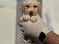 Maltipoo Yavrularımızı Canlı Görerek Alabilirsiniz