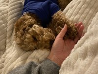 6 aylık top poodle