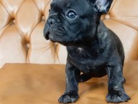 FRENCH BULLDOG YAVRULARI