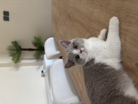 ÇOK UYSAL PRENSES KEDİMİZ 1 YAŞINDA