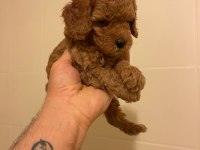 Erkek dişi toy poodle yavrular