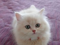 British longhair yavrularıma ömürlük yuva arıyorum