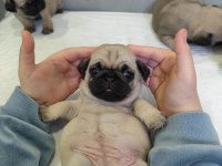 KALİTELİ PUG MOPS YAVRULAR