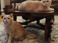 British shorthair kedimiz