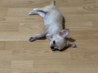 Chihuahua 3 aylık köpeğimiz