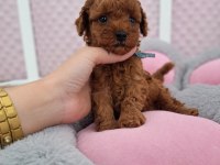 Aşılı Karneli Toy Poodle Yavrular