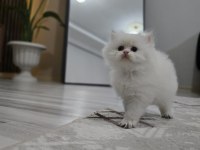 Erkek kedilerimize yuva arıyoruz