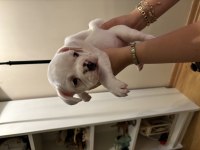 SAĞLIK GARANTİLİ FRENCH BULLDOG YAVRULAR
