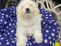 Maltipoo ve maltese yavrularımız mevcuttur