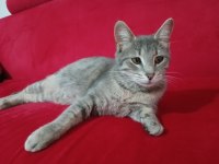 Gri tekir kedi acil yuva arıyor
