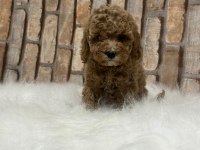 Şecereli aşılı poodle yavru köpekler