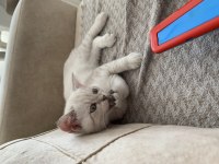 3 Aylık Erkek British Shorthair