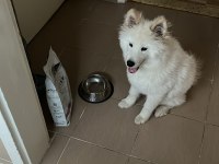 Çok Akıllı Çok Sadık 4.5 Aylık Patili Samoyed Dostum