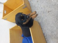 Koca kafa Macar rottweiler yavrular sahiplendirilecektir