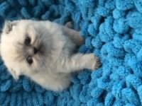 3 adet scottish fold ve british yavrumuz
