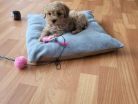 MUHTEŞEM KALİTEDE APRİCOT TOY POODLE YAVRULAR