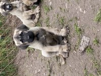 KÖPEĞİMİZİ SAHİPLENDİRİYORUZ