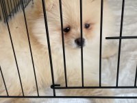 2 aylık pomeranian bebeğimiz