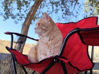British shorthair oğluma eş arıyoruz