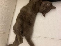 BRİTİSH SHORTHAİR KEDİSİ 11 AYLIK