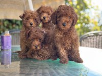Yasal ruhsatlı çiftlikde ziyarete açık toy poodle