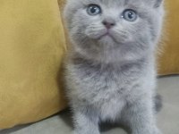 British shorthair gri ve lilac yavrular 60 günlük