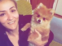 Pomeranian köpeğimize acil yuva arıyoruz