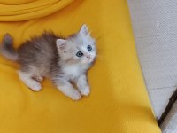 Biritish 2 Aylık Yavrularımız