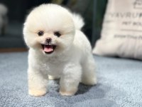 A+ Kalitede Pomeranian Yavrular İçin İletişime Geçin