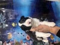 A kalite border collie yavular