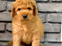 GERÇEK ORJİNAL MALTİPOO BEBEKLER POODLE AYARINDA