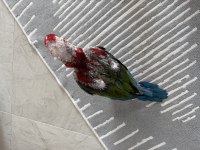 Orman bakanlığı belgeli yavru evcil kırmızı macaw
