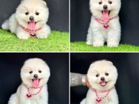Güzeller Güzeli Pomeranian Yavrularımız