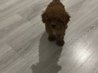 Orjinal Aşılı Ev Üretimi Toy Poodle Yavrularımız