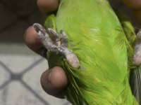 Full evcil konuşan pakistan papağanımız çiko