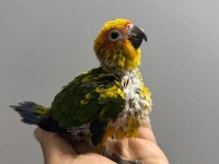 GÜNEŞ KONUR YAVRU EL BESLEME