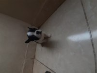 Maskeli french bulldog yavrularımız