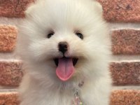 Erkek teacup sevimli pomeranian yavrumuz