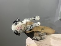 Pembe Burunlu Merle French Bulldog Kız