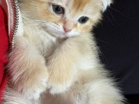 Golden scottish fold erkek bebek