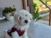 Boy kg garantili maltese yavru