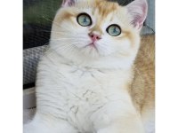 NY12 British Shorthair Erkek