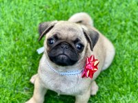 ORJİNAL PUG YAVRULAR AİLELERİNİ BEKLİYOR