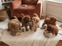 Toy poodle köpeklerimiz için ulaşın