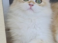 Uzun Tüylü Saf Kan British Longhair NY12 - Erkek