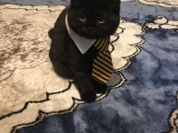 Scottish fold kedimiz