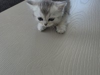 British shorthair yavrularımıza sıcak yuva arıyoruz