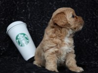 Maltipoo Yavrularımız Rezervasyon İçin Müsaittir
