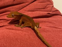 Her morphtan crested gecko yavrularımız
