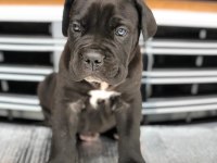 Irk Garantili Cane Corso Yavruları